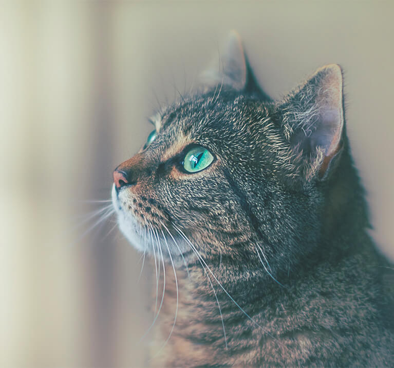 Katze in der Hauptrolle