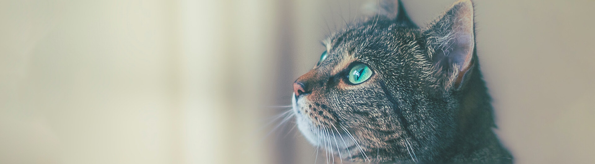 Katze in der Hauptrolle