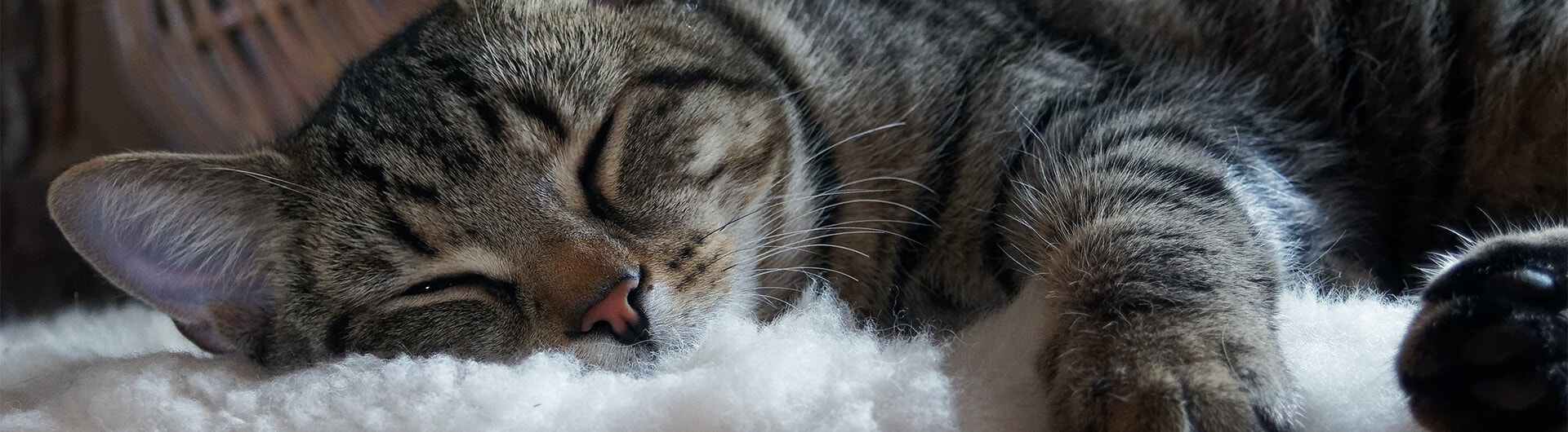 Katze schläft bequem