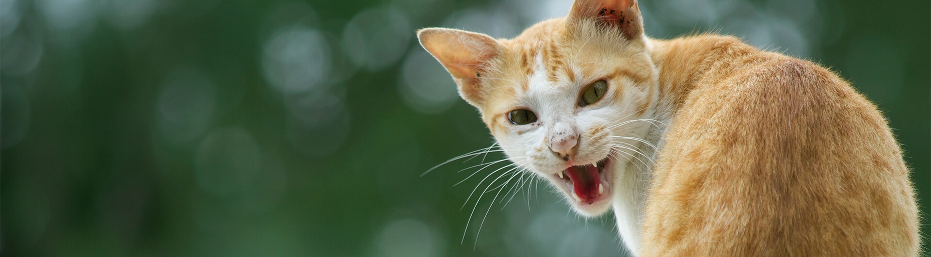Katze fauchend auf einer Mauer