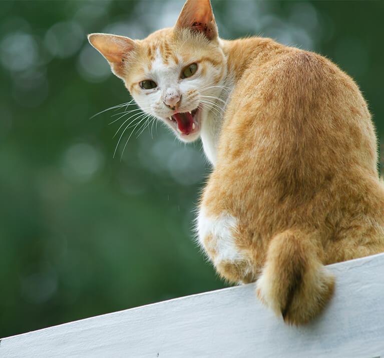 Katze fauchend auf einer Mauer