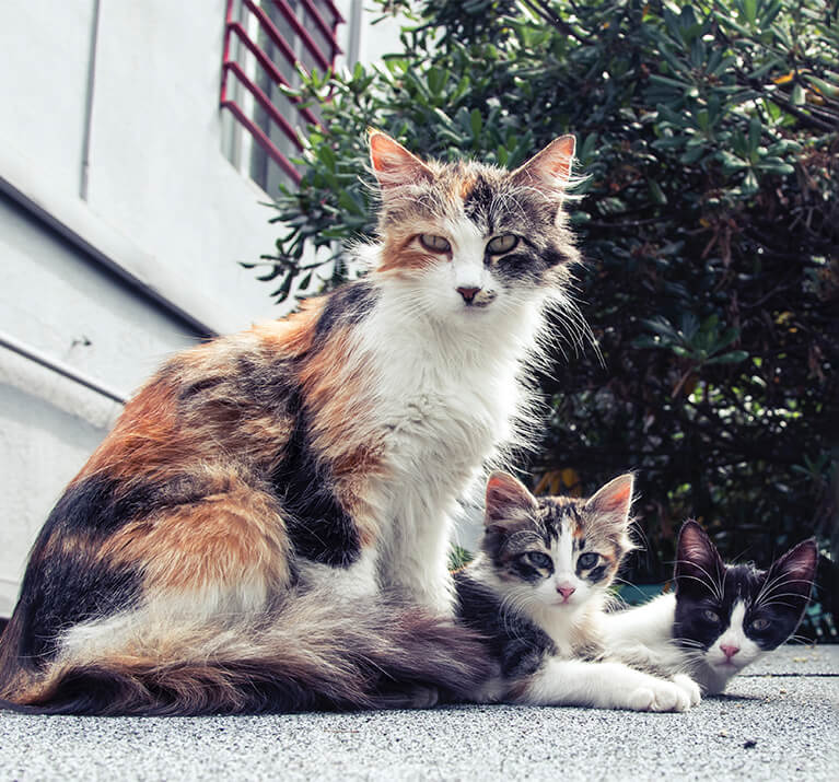 verschiedene Katzen zusammen auf der Straße