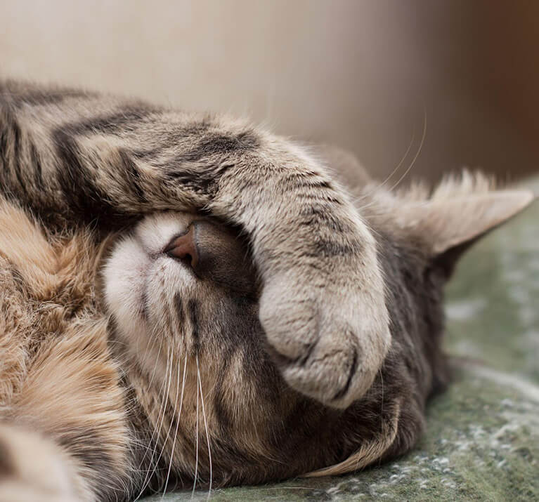 Katze hält ihre Pfote vor die Augen