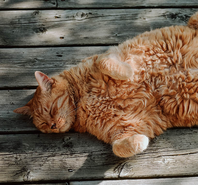Katze in der Hauptrolle mobile