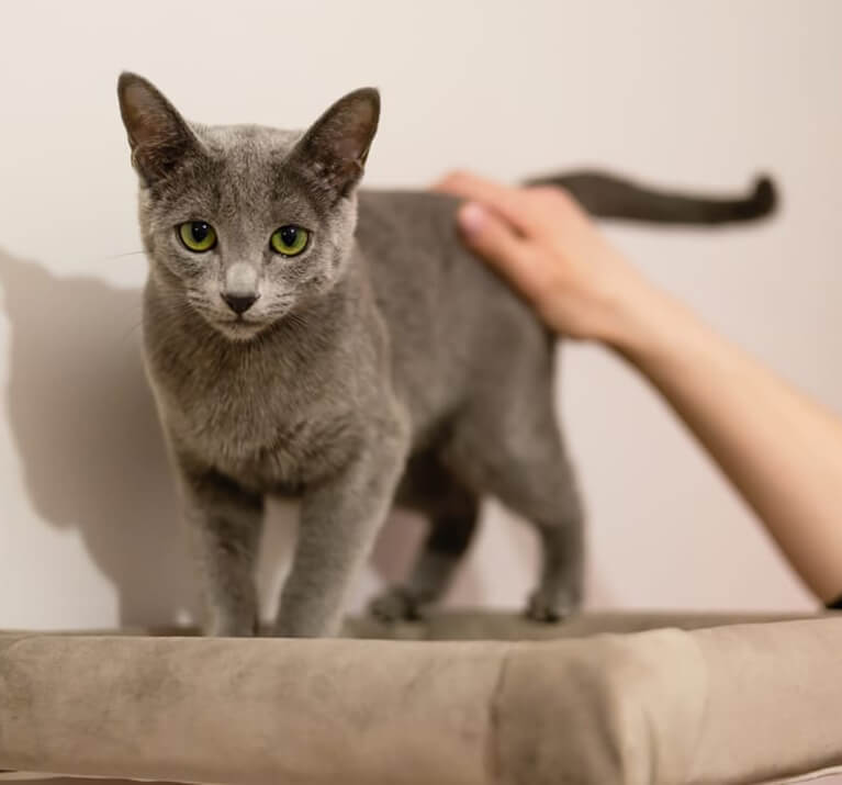 Katze in der Hauptrolle