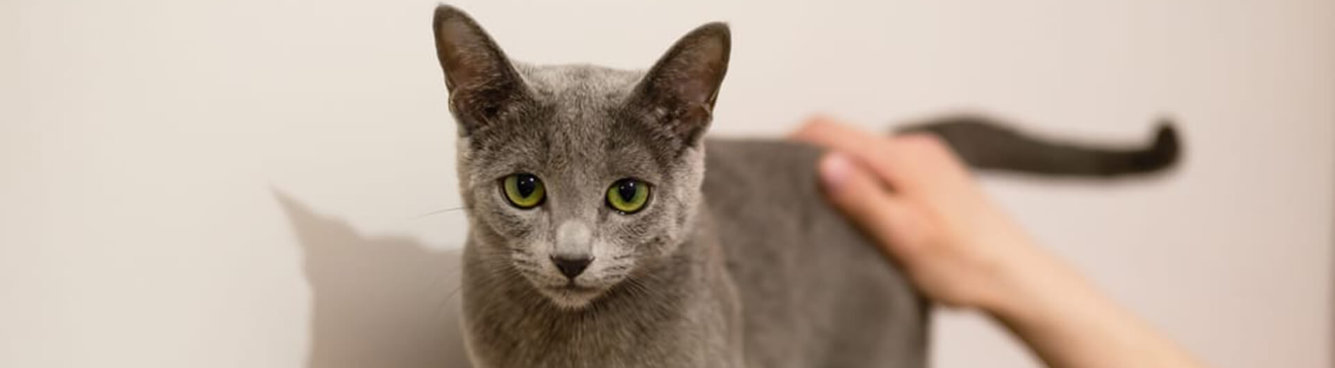 Katze in der Hauptrolle