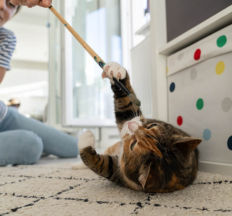 Katze in der Hauptrolle