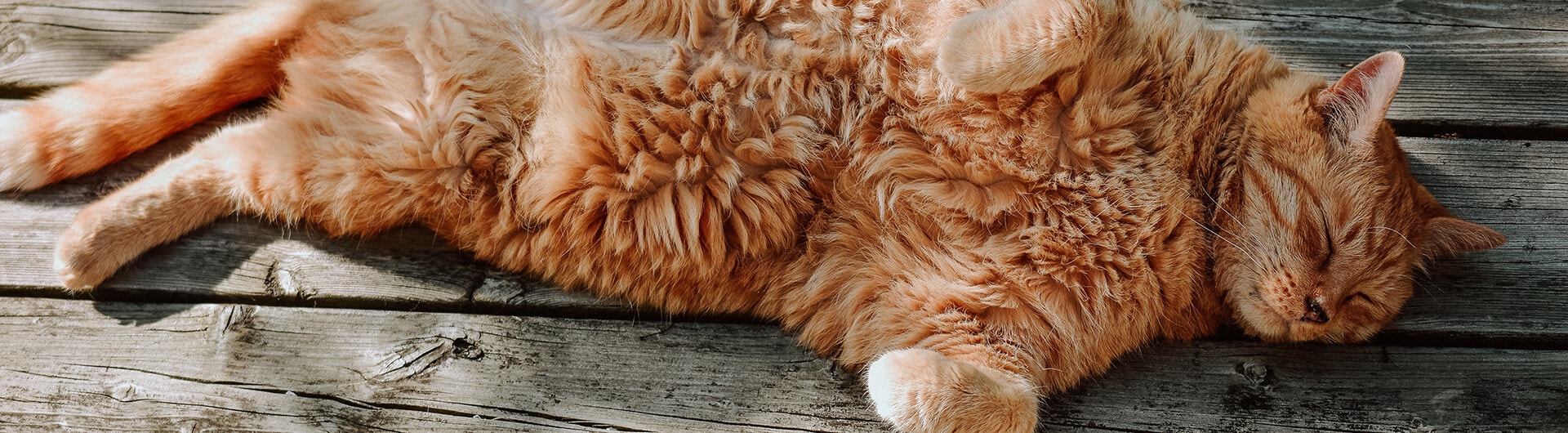 Katze in der Hauptrolle