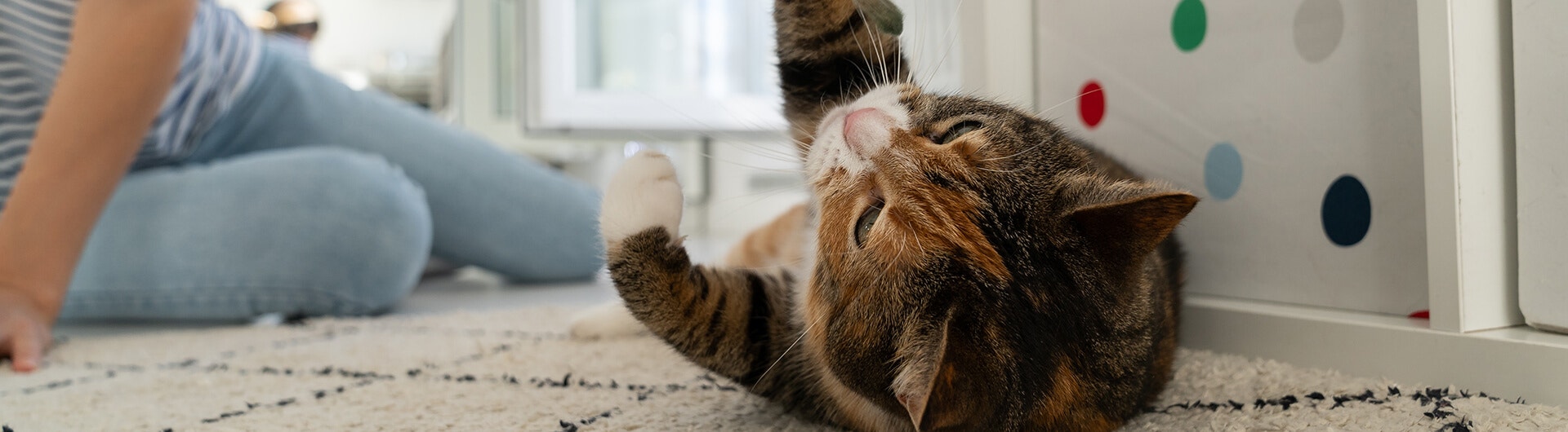 Katze in der Hauptrolle