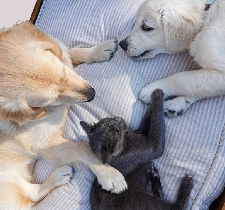 Hund und Katze aneinander gewöhnen