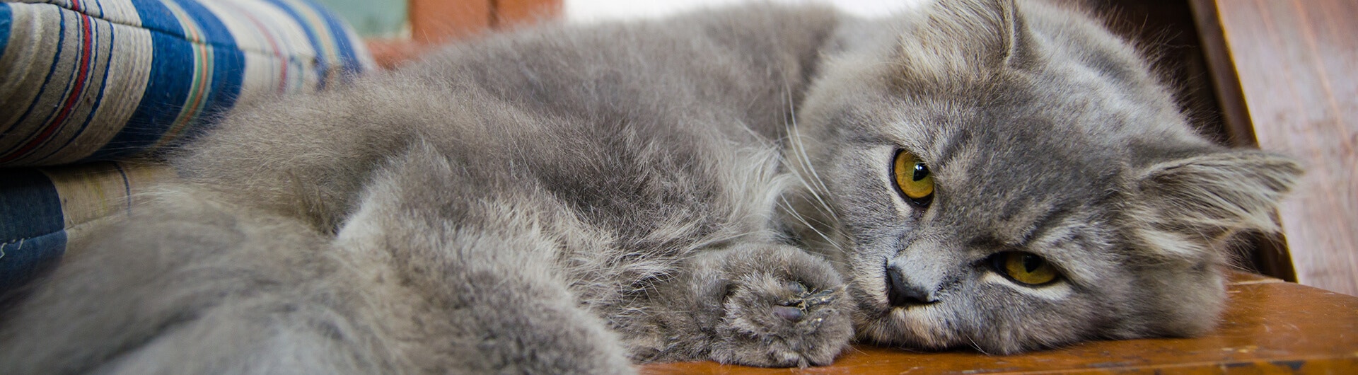 Katzen für Allergiker – gibt es geeignete Rassen?