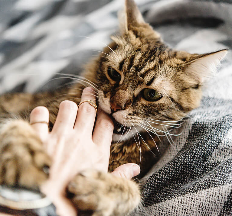 Katze beißt sanft in Finger