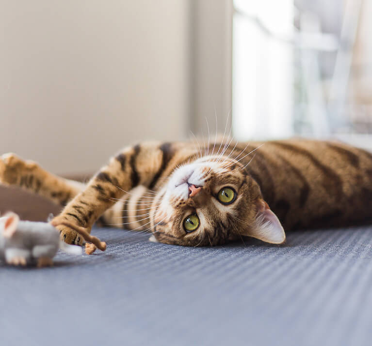Katze spielt mit Spielzeugmaus