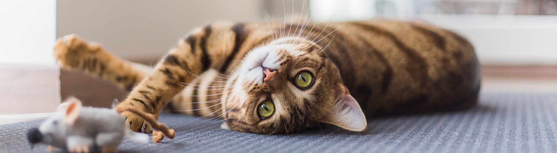 Katze spielt mit Spielzeugmaus