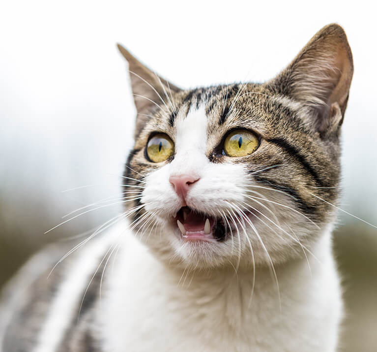 Katze mit geöffnetem Maul