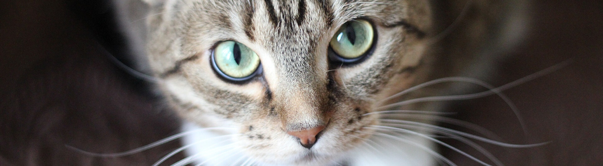 Katze starrt Besitzer an