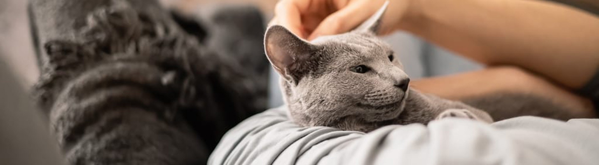 Katze wird von Besitzer gestreichelt