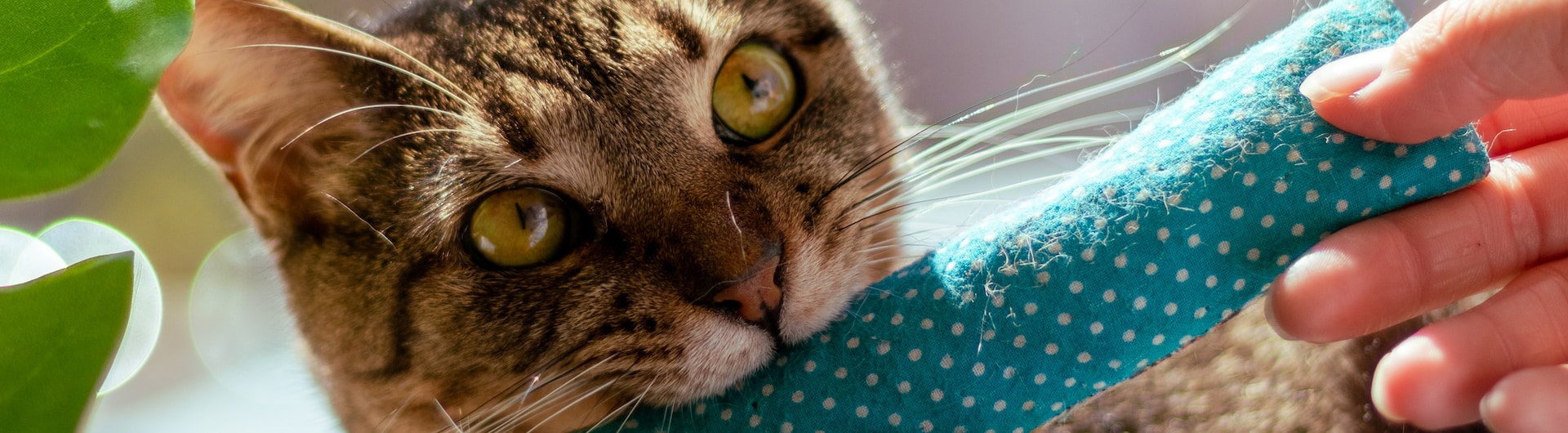 Katze beißt auf Kauspielzeug