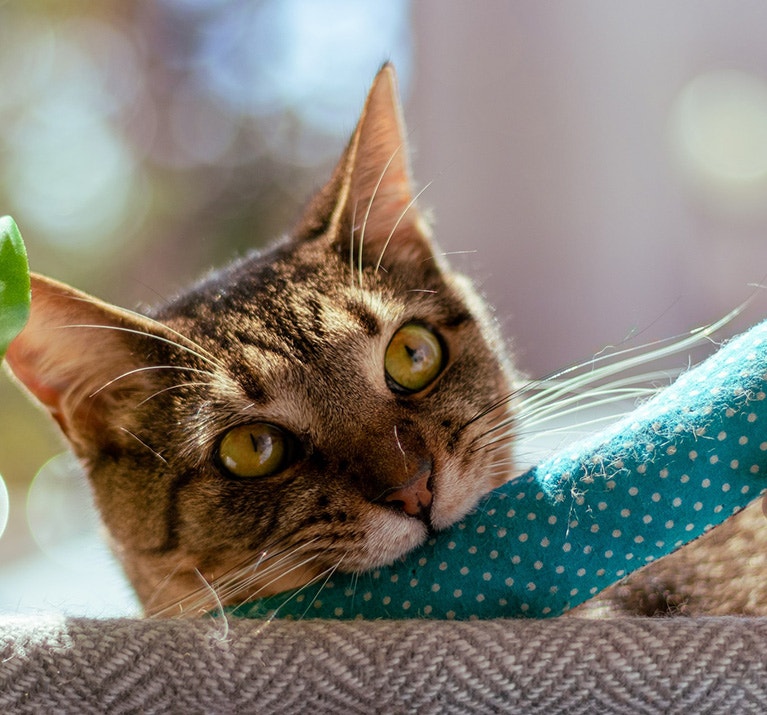 Katze beißt auf Kauspielzeug
