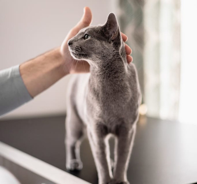 Katze wird gestreichelt und starrt Besitzer an