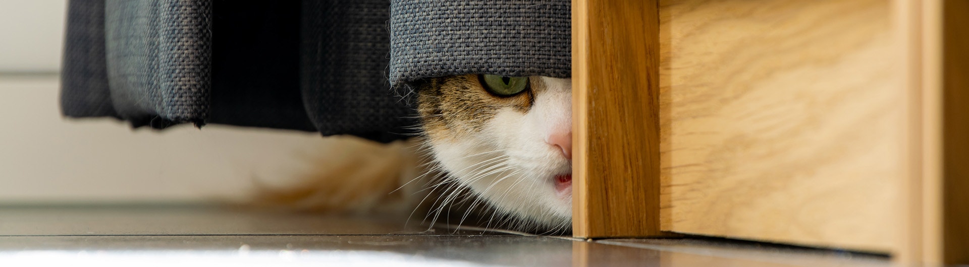 Ängstliche Katze versteckt sich