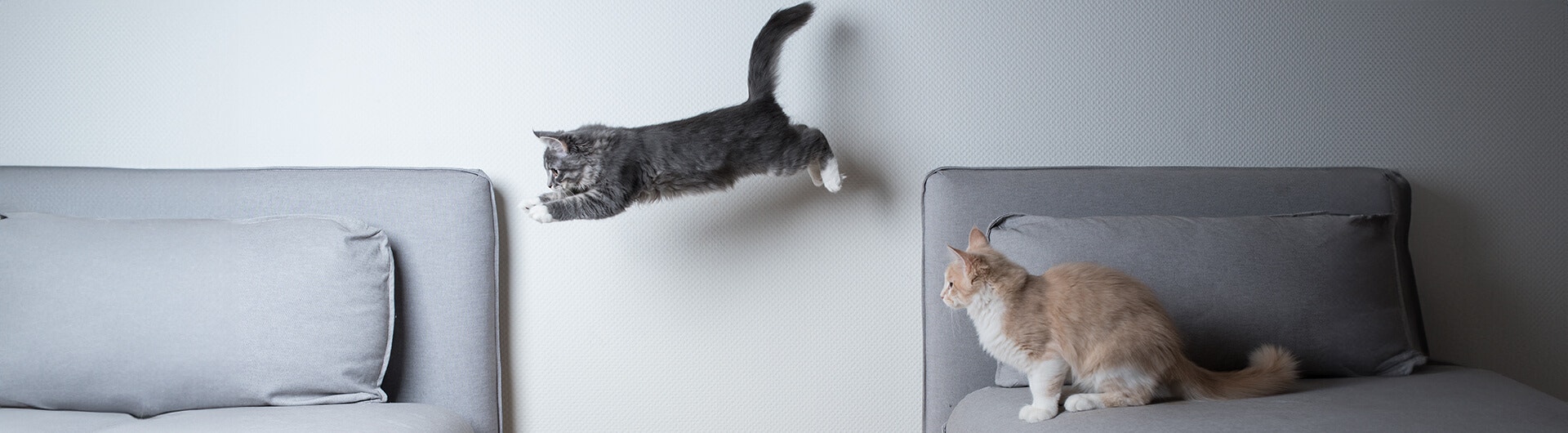 Katze springt von Sofa zu Sofa