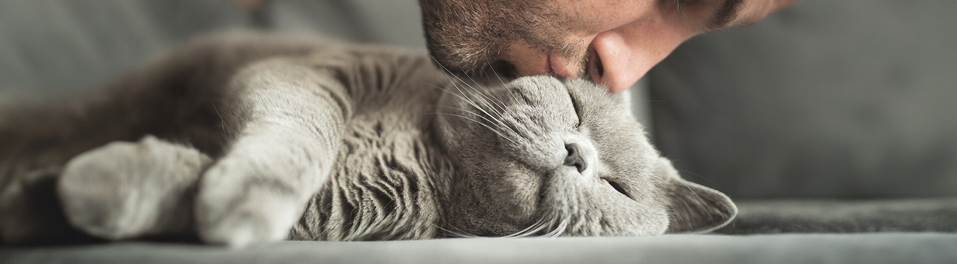 Besitzer küsst Katze