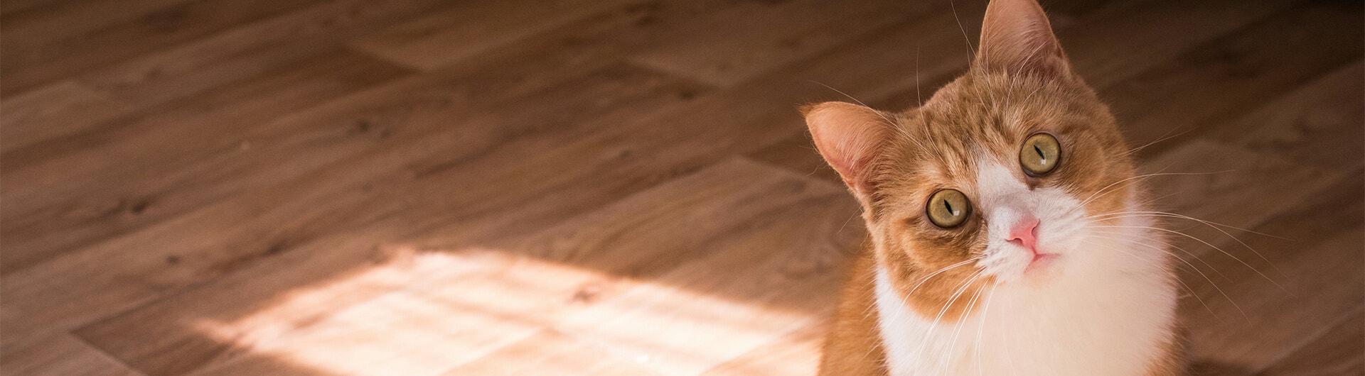 Katze schaut mit schiefgelegtem Kopf in die Kamera