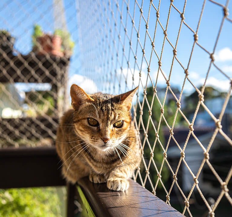 Getigerte Katze guckt vom Geländer eines Balkons durch ein Katzennetz.
