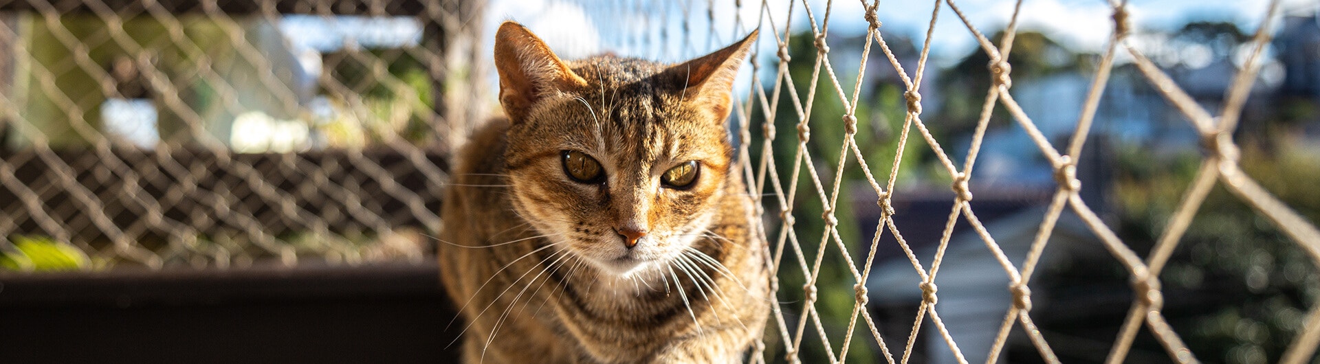 Getigerte Katze guckt vom Geländer eines Balkons durch ein Katzennetz.