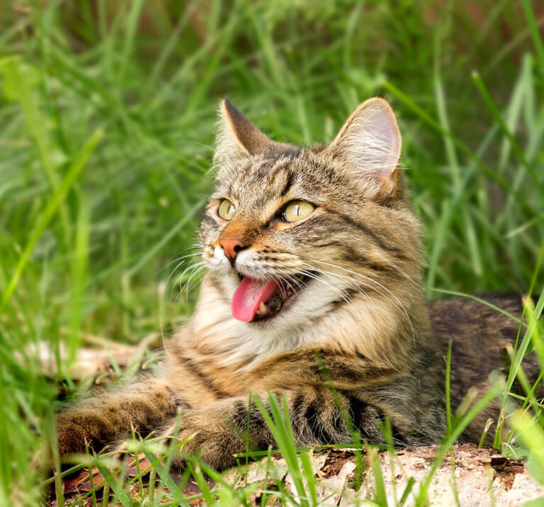 Schwarz-grau Katze mit grünen Augen hechelt vor Hitze