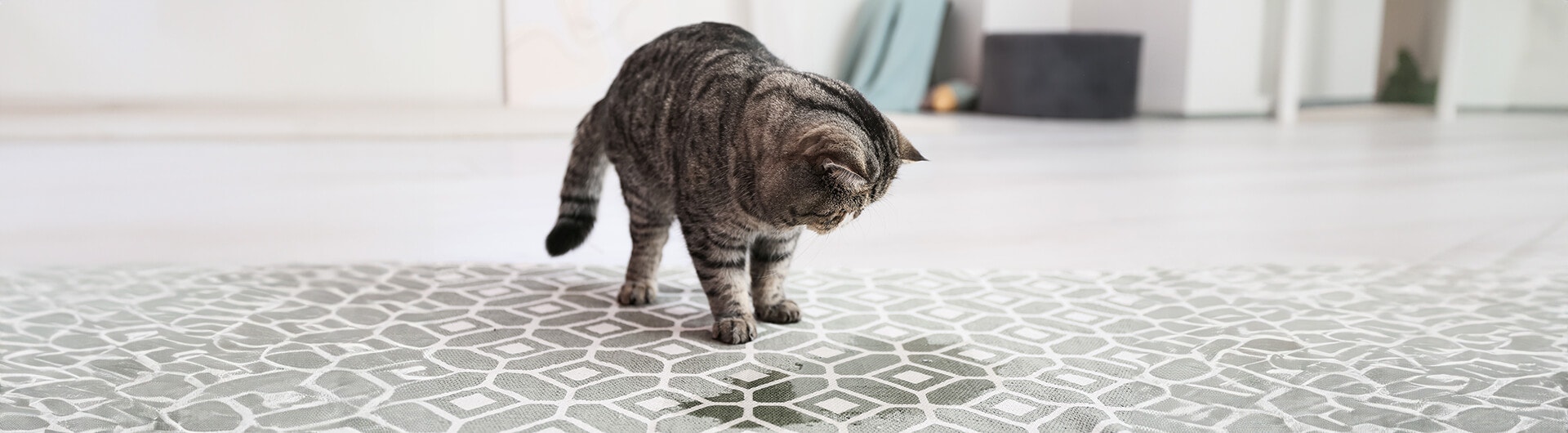 Niedliche Katze in der Nähe eines nassen Flecks auf dem Teppich