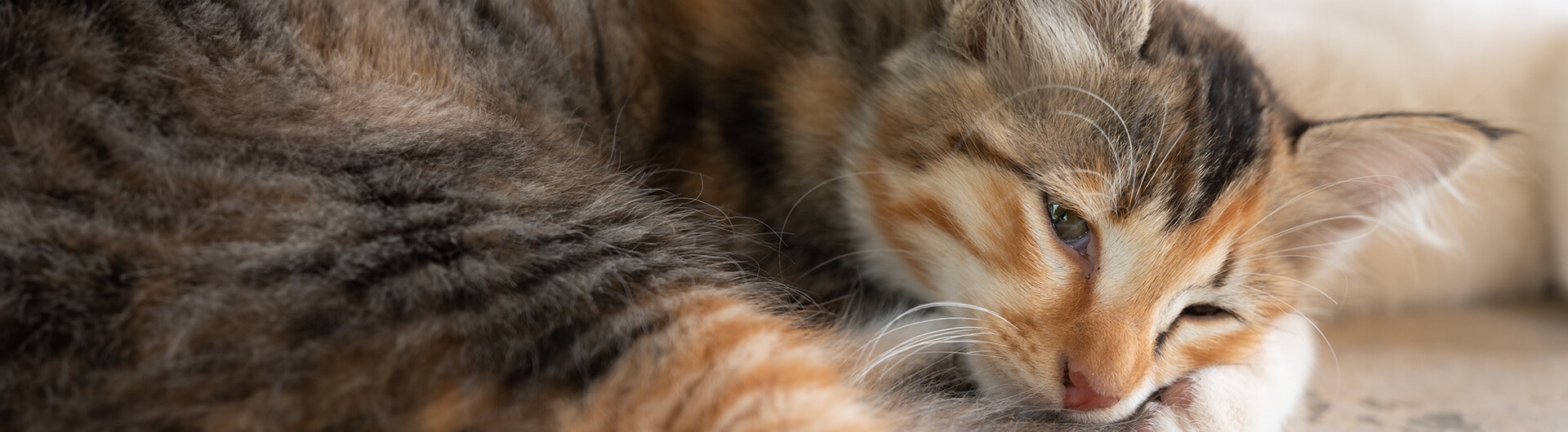 Ein dreifarbiges Kätzchen liegt auf dem Boden.
