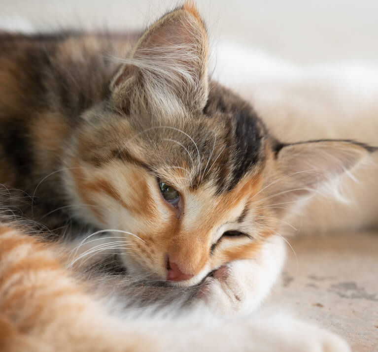 Ein dreifarbiges Kätzchen liegt auf dem Boden.