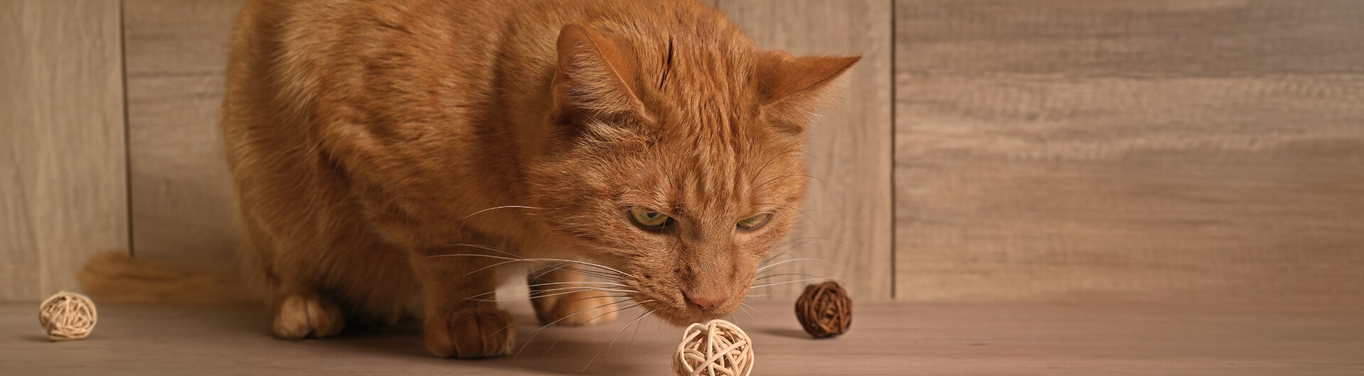 Rote Katze riecht an einem Ball