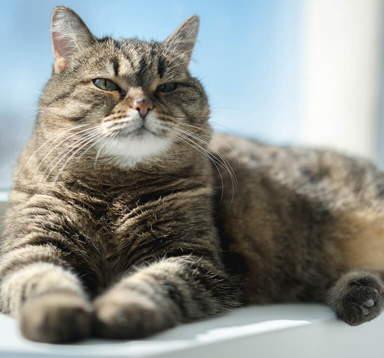 Ernste Katze sitzt am Fenster