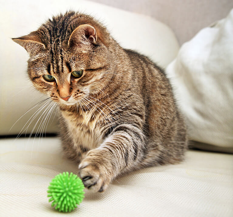 Katze spielt mit einem Ball
