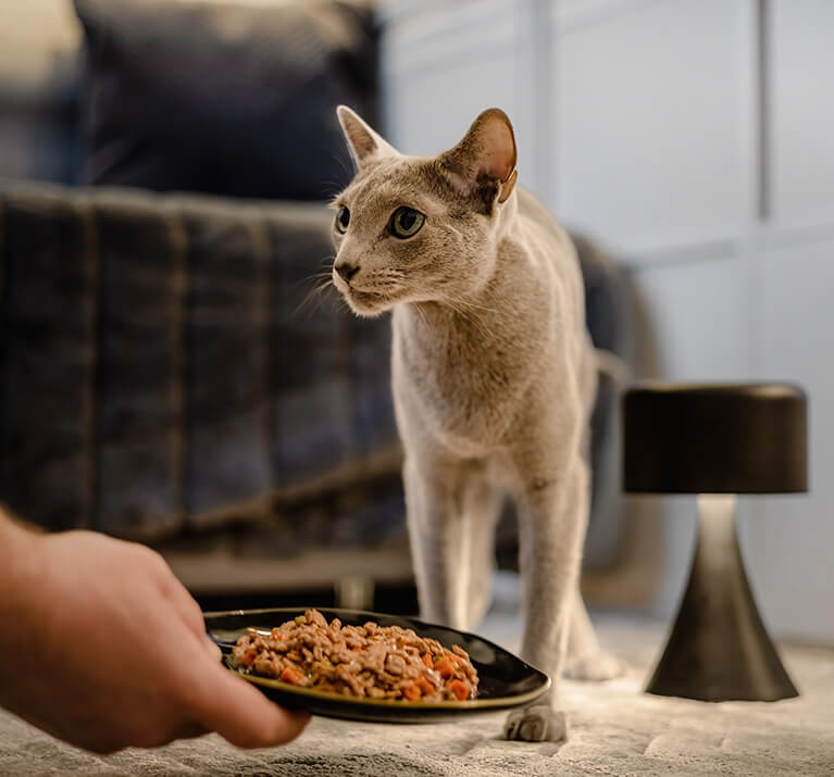 Katze will nicht fressen