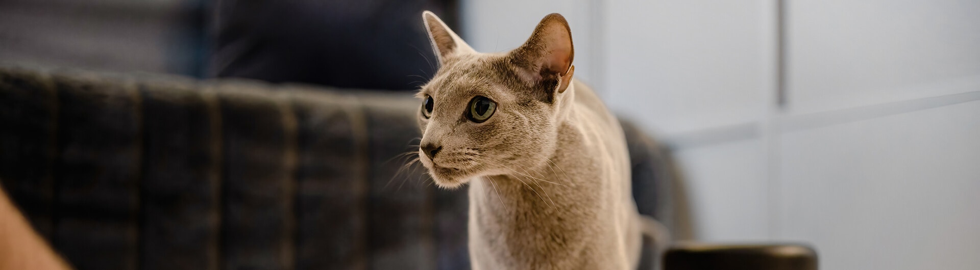 Katze will nicht fressen