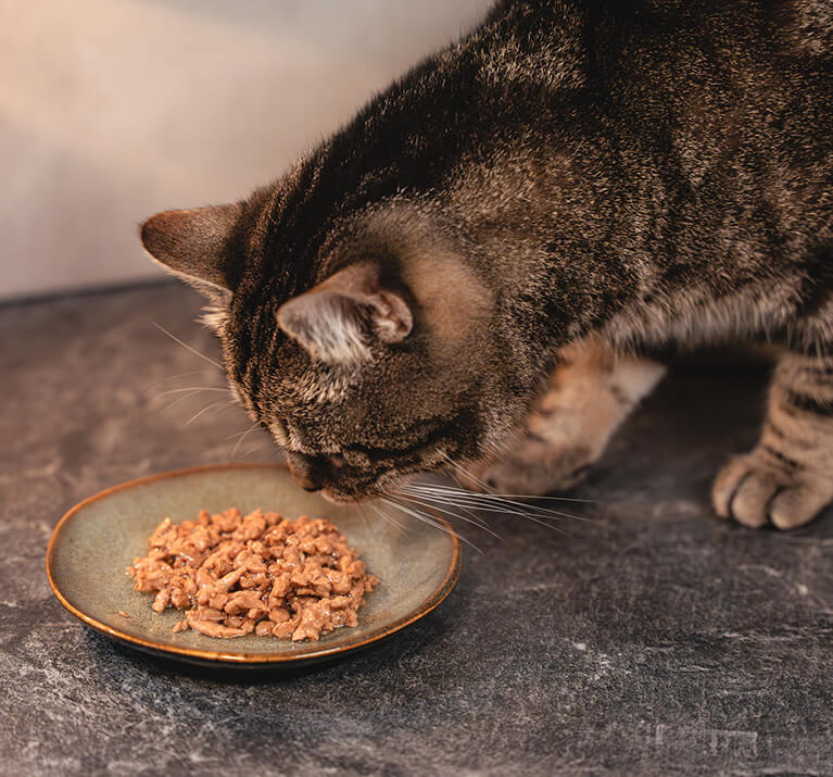 Rot-getigerte Katze frisst Nassfutter von einem Teller.