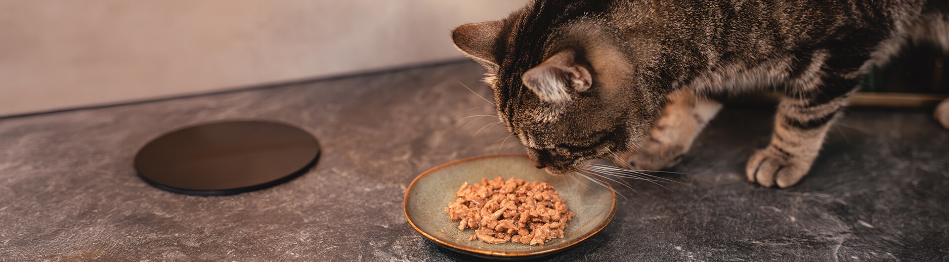 Rot-getigerte Katze frisst Nassfutter von einem Teller.