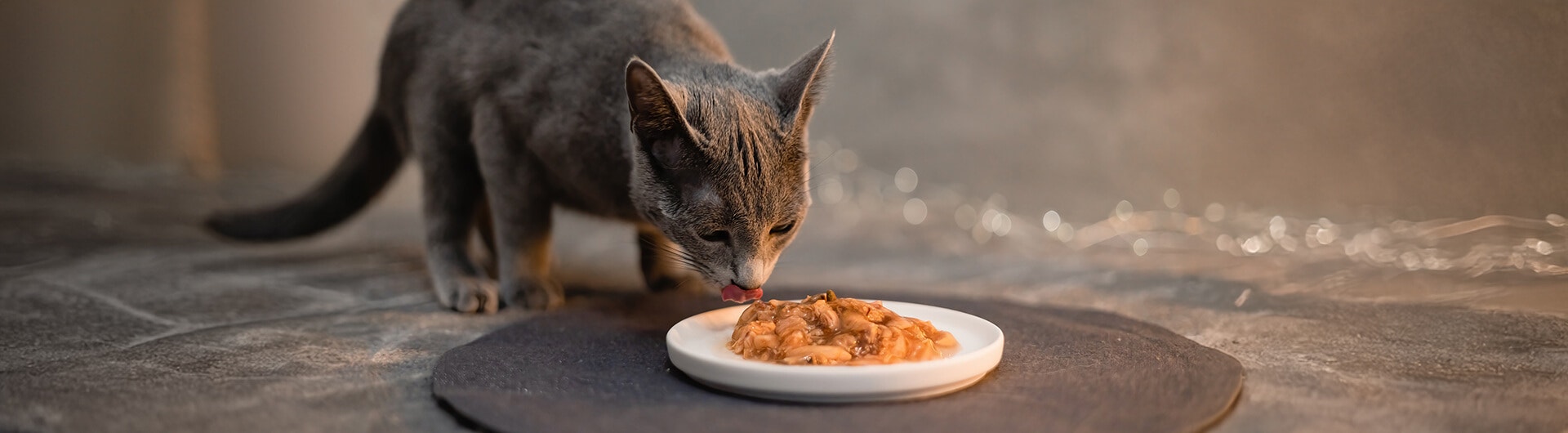 Die Katze versucht, den Napf mit Futter zu vergraben, Appetitlosigkeit