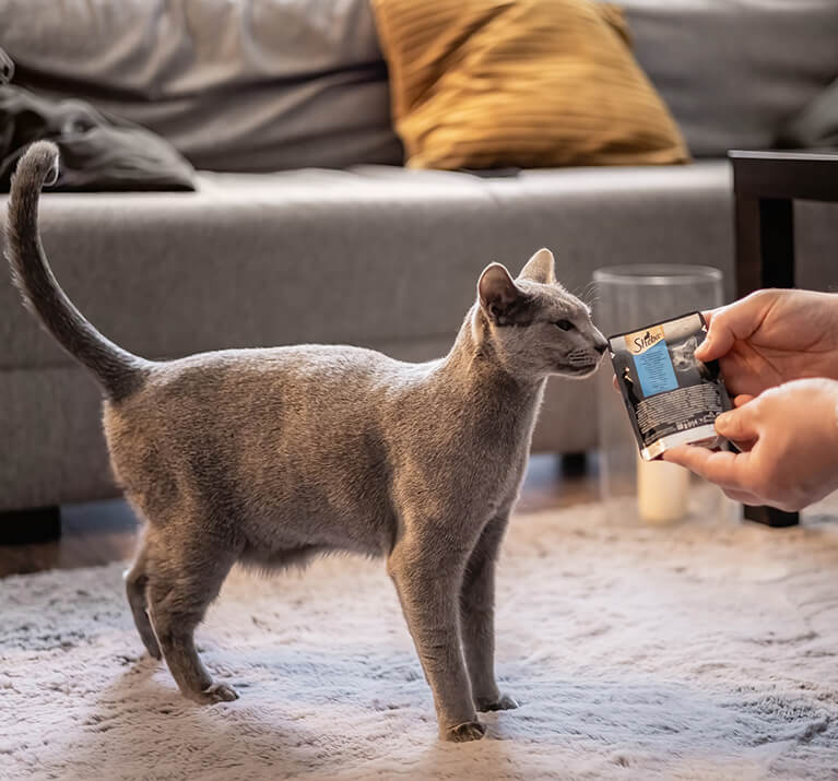 Schwanzhaltung von Katzen: Was dir deine Katze verrät