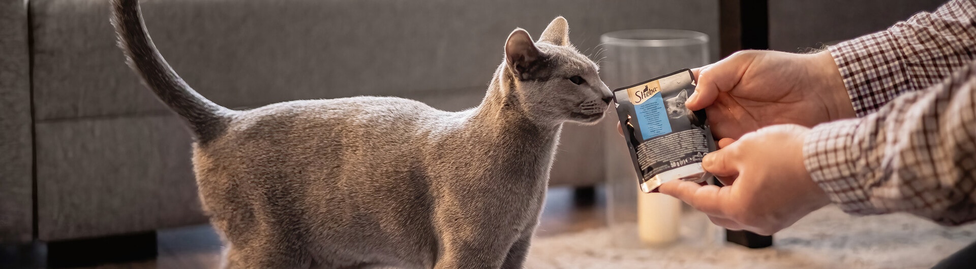 Schwanzhaltung von Katzen: Was dir deine Katze verrät