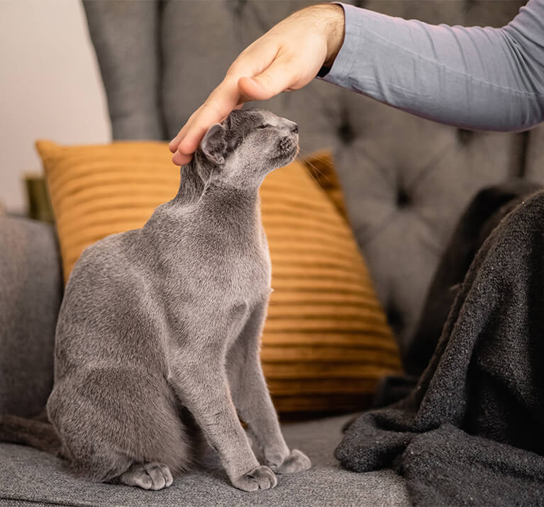 Katze schaut unter Vorhang hervor