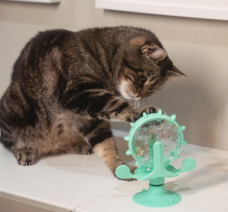 flauschige graue Katze spielt mit stimulierenden Kissen mit Baldrian