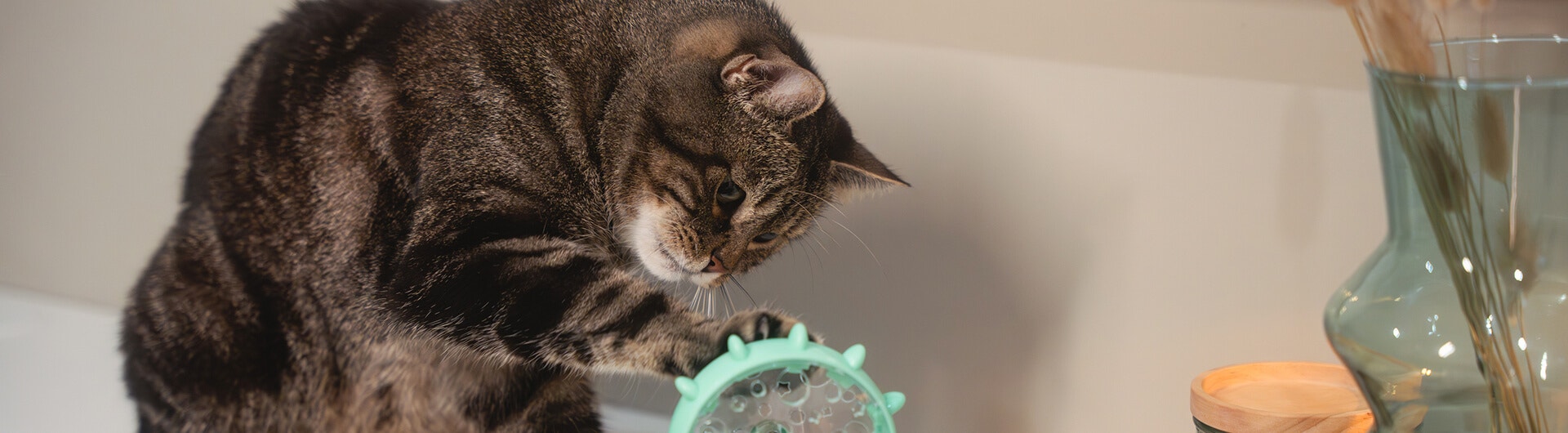 flauschige graue Katze spielt mit stimulierenden Kissen mit Baldrian