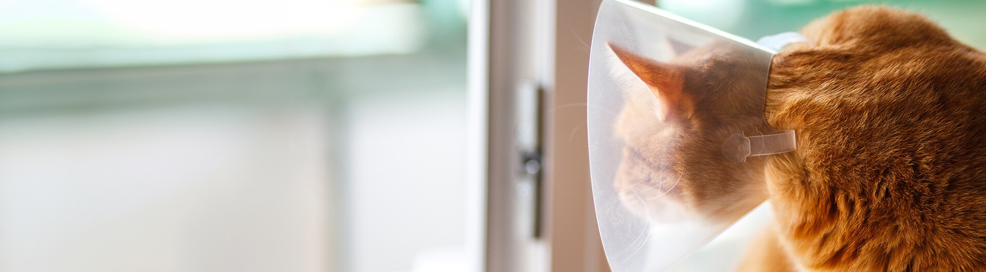 mit einer tierärztlichen Halskrause