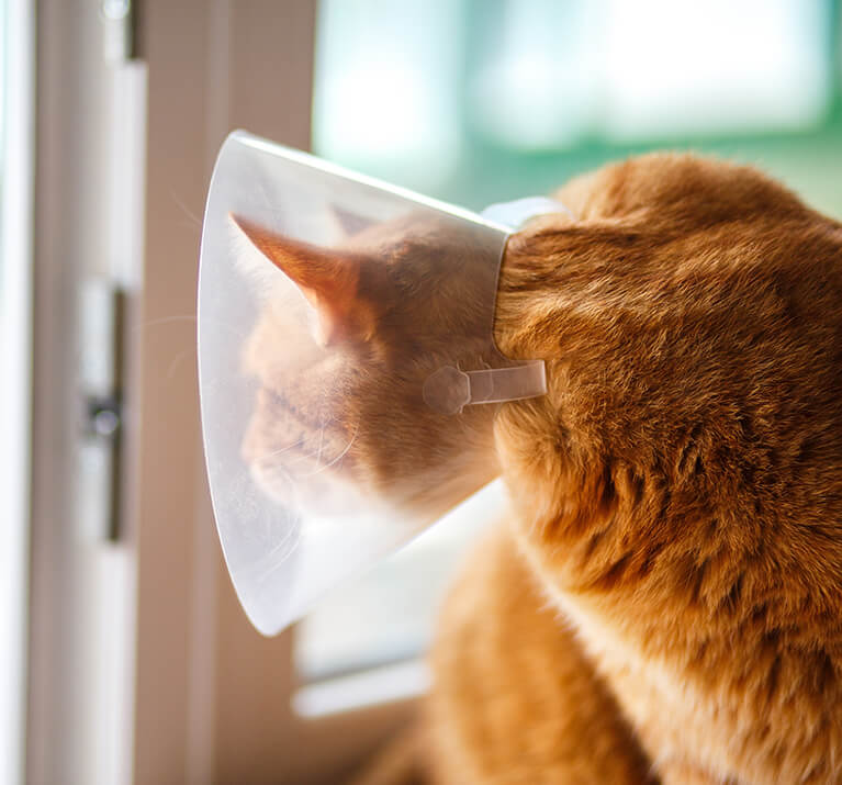 mit einer tierärztlichen Halskrause