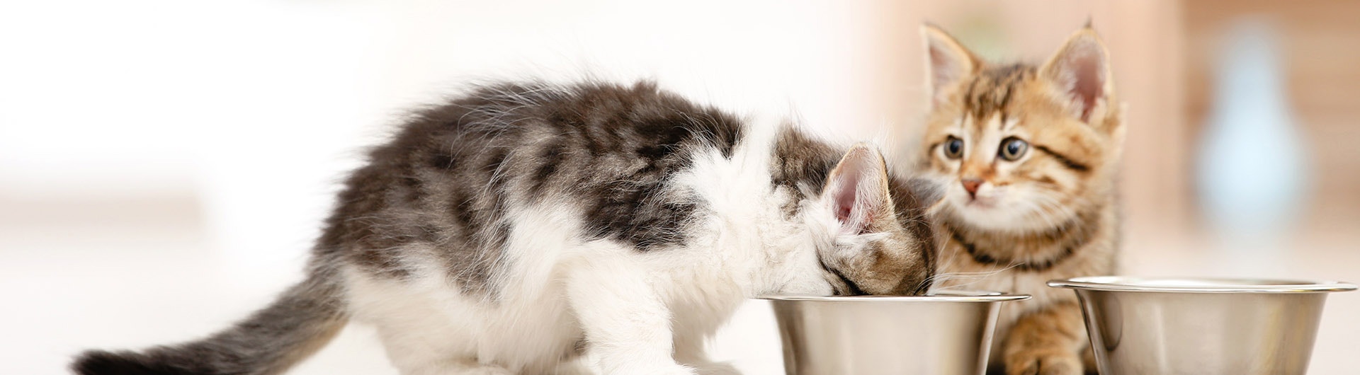 Kätzchen fressen aus dem Futternapf auf dem Boden